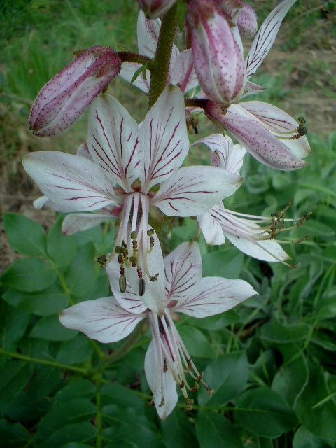 Fioriture fuori stagione ...